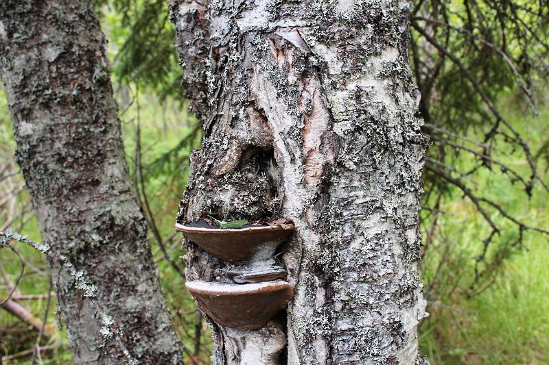 Isomittari -naaras arinakäävällä